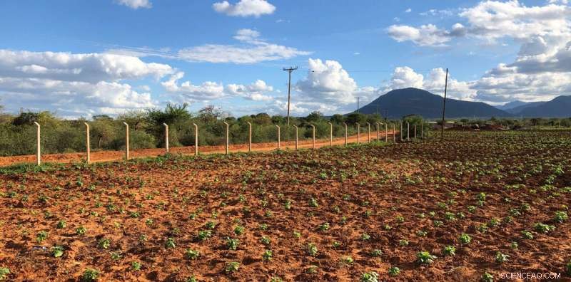 How Acacia Bushlands Mitigate Climate Warming in Eastern Africa