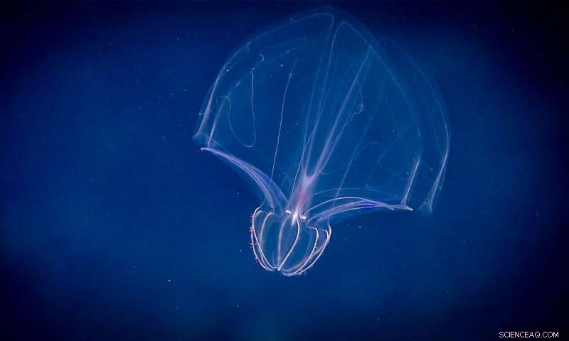 Deep-Sea Mining: A Misguided Response to the Climate Crisis