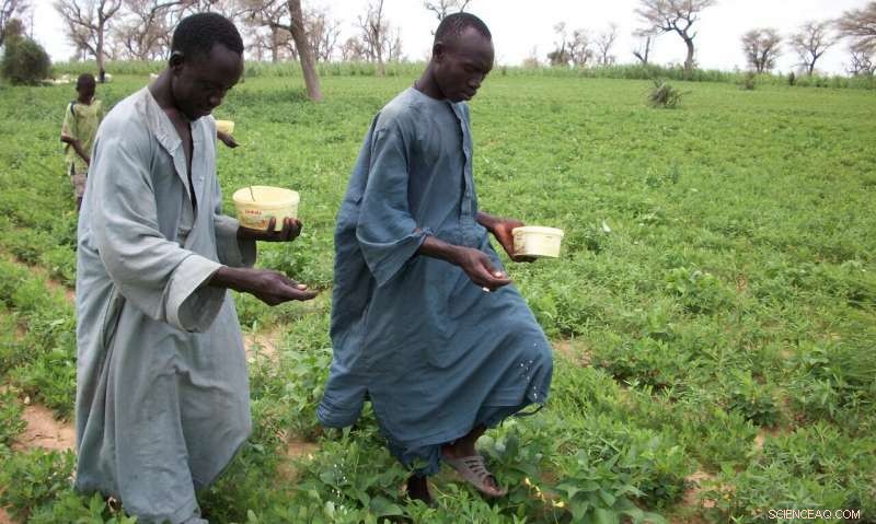 Effective Aflatoxin Biocontrol Product Cuts Groundnut and Maize Contamination in Senegal
