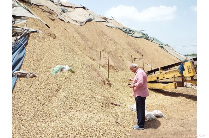 Effective Aflatoxin Biocontrol Product Cuts Groundnut and Maize Contamination in Senegal