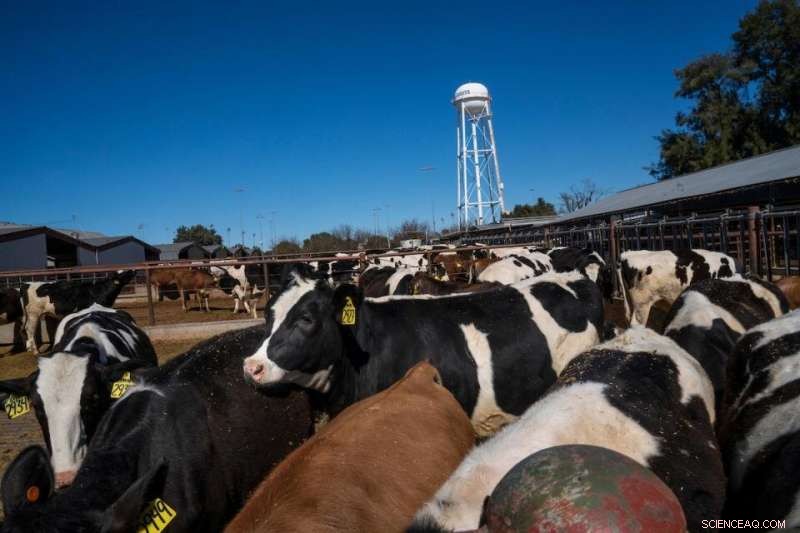 California Dairy Cows’ Environmental Impact Declines Over Five Decades, Study Finds