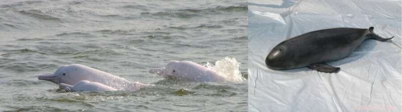Researchers Detect Elevated Levels of Toxic Phenyltin Compounds in Chinese White Dolphins and Finless Porpoises