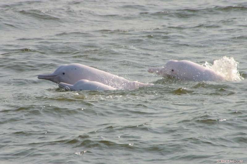 Researchers Detect Elevated Levels of Toxic Phenyltin Compounds in Chinese White Dolphins and Finless Porpoises