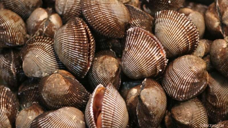 Fish Fingers: A Simple Food That Could Save the Planet