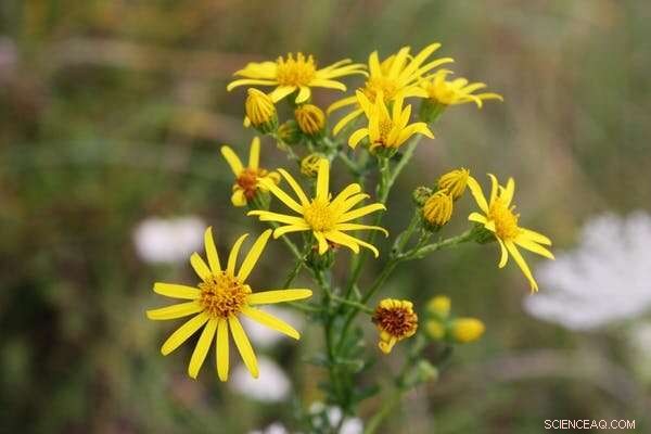 Britain’s Wildlife Responds to Record‑Warm Winter