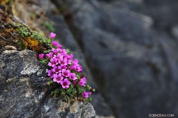 Britain’s Wildlife Responds to Record‑Warm Winter