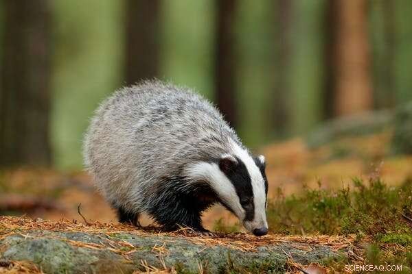 Britain’s Wildlife Responds to Record‑Warm Winter