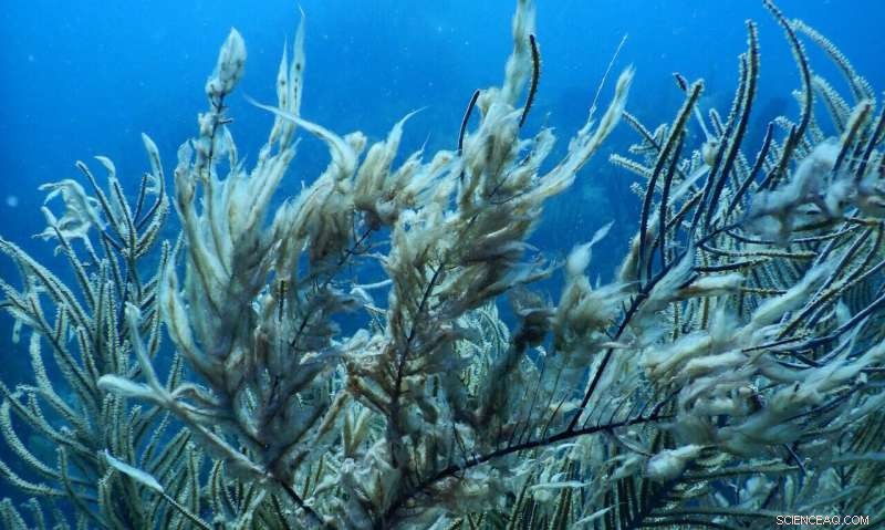 Virgin Islands Soft Corals Recover from Hurricanes; Stony Corals Decline