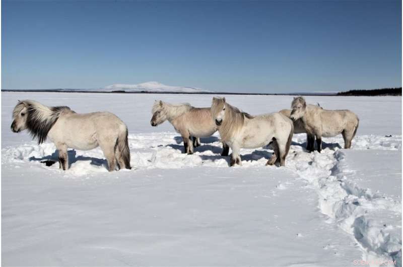 Can Horses Preserve Permafrost? The Unexpected Climate Solution
