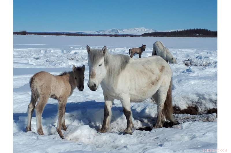 Can Horses Preserve Permafrost? The Unexpected Climate Solution