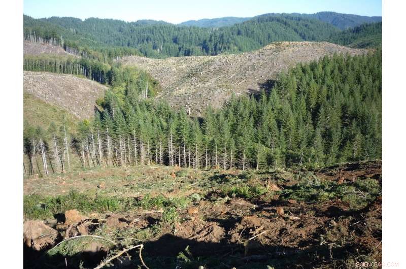 Timber Harvesting Cuts Summer Streamflow by 50% in Oregon’s Forests