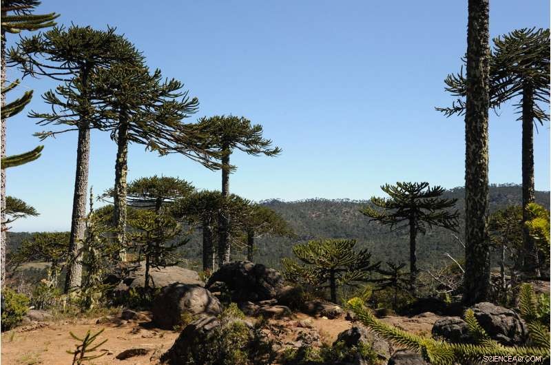 Exploring the Connection Between Andean Vegetation, Rainfall, and Soil Erosion