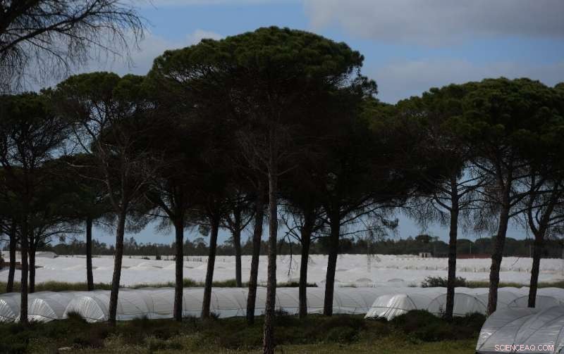 Water Theft Surge Threatens Spain’s Drought-Stricken Future
