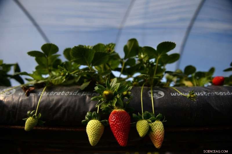 Water Theft Surge Threatens Spain’s Drought-Stricken Future