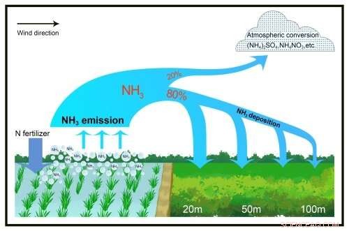 Most Ammonia from Fertilized Paddy Fields Remains on Soil, Not in the Atmosphere