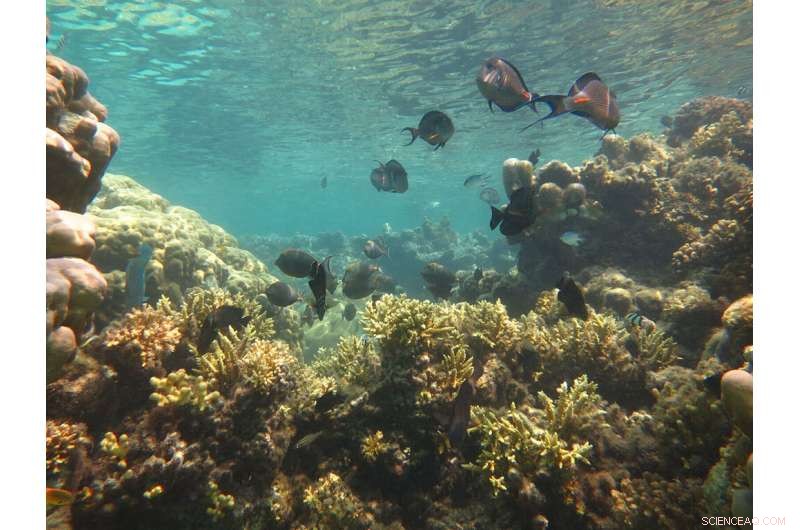 Robust Framework Enhances Future Ocean Research