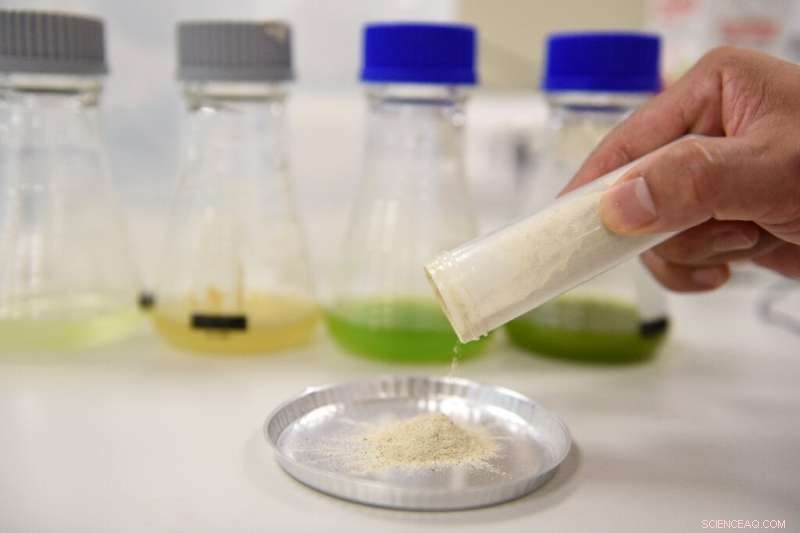 Asia Innovates Sustainable Meats: From Lab‑Grown Seafood to Fruit‑Based Dumplings