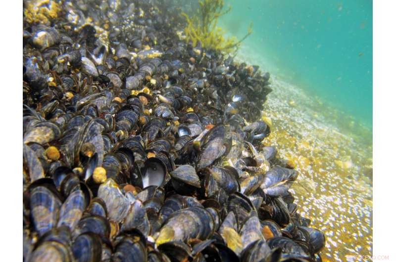 Nordic Research Finds Microplastics in Four of Five Bivalve Species