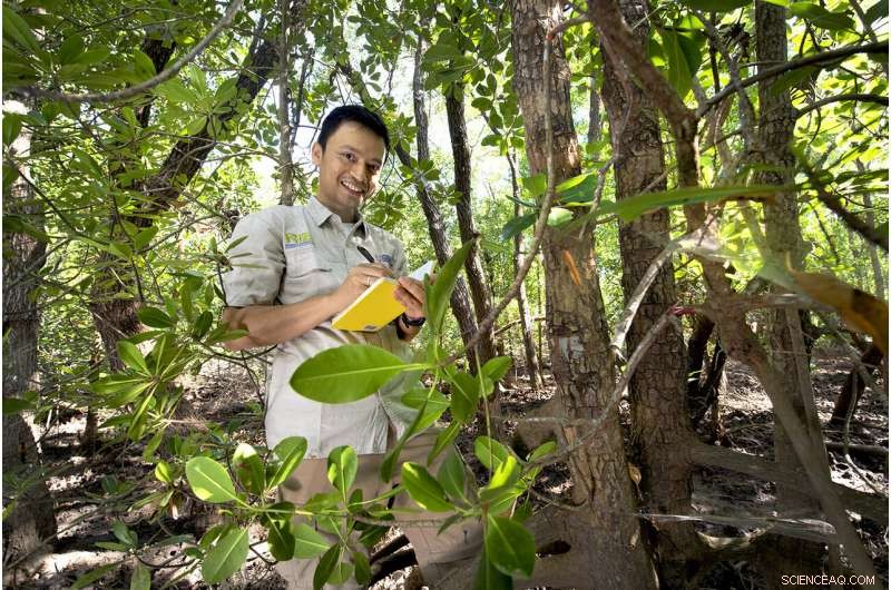 Mangroves: A Powerful Ally in Reducing Carbon Emissions