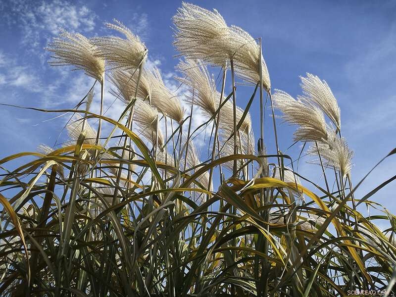 Reducing Carbon Loss in Peatland Agriculture: Proven Strategies