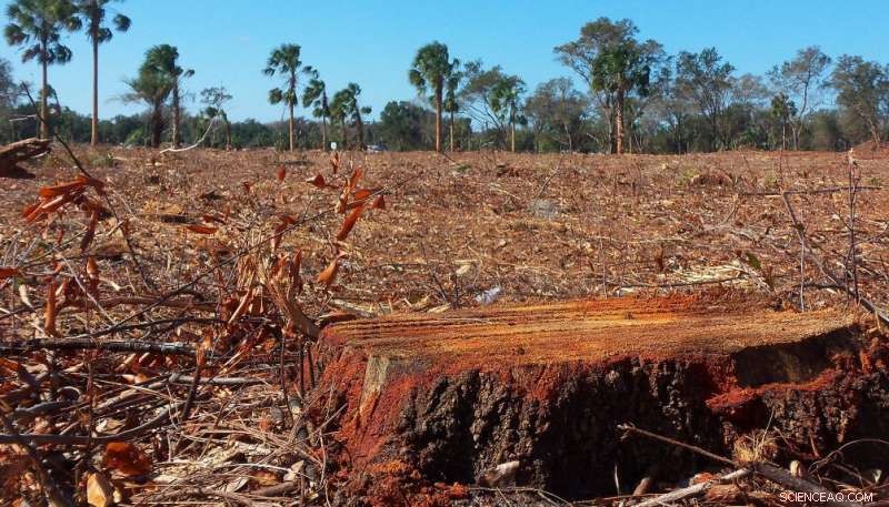 Wildfires Uncover Hidden Source of Carbonyl Sulfide and Its Role in Plant Carbon Uptake