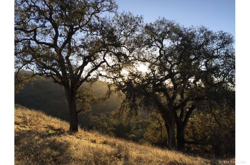 Scientists Study Forest Adaptation to Global Warming