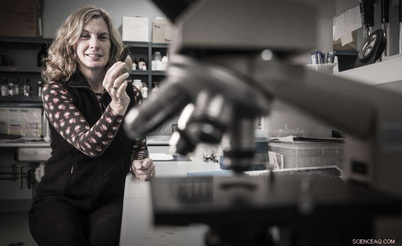 Scientists Record Historic Heatwave at Antarctica s Casey Research Station