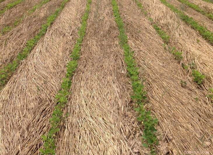 Organic Soybean Production: Stay Competitive with Little or No Tillage