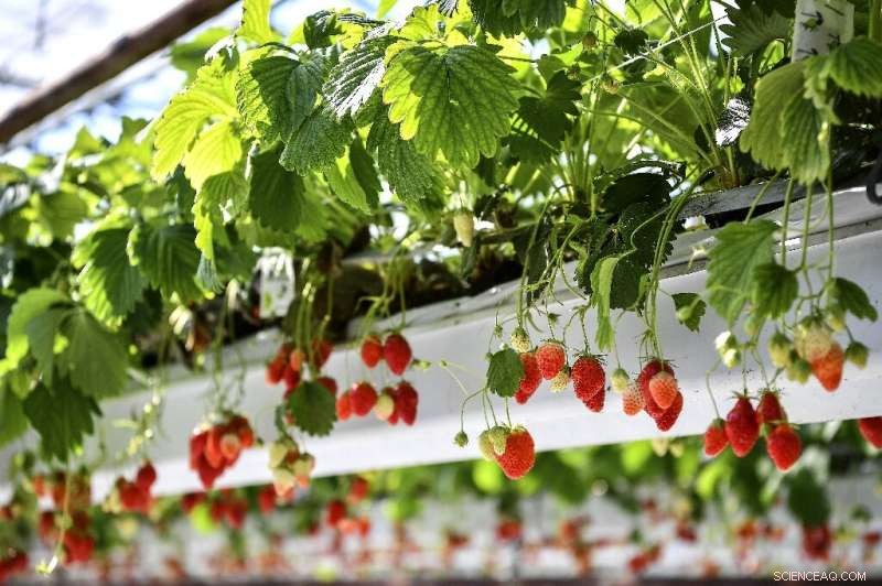 UN and WTO Warn of Global Food Crisis Amid COVID‑19 Pandemic