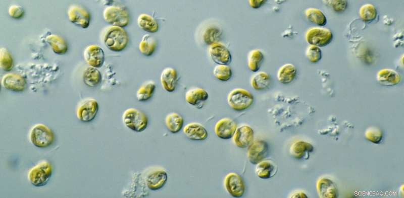 Why Microalgae Are the Sustainable Protein Powerhouse: 9 Key Benefits