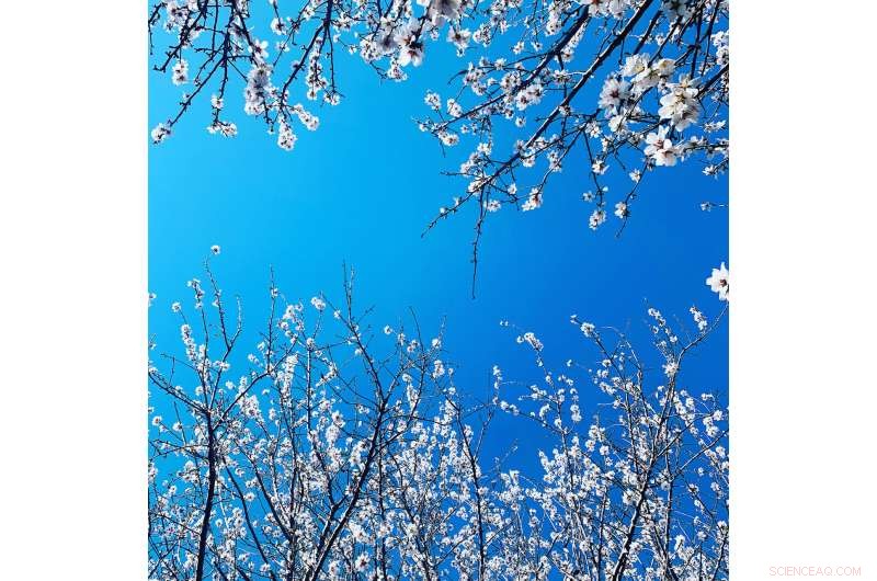 California Almond Orchards Embrace Climate‑Smart Recycling to Boost Yield and Sequester Carbon