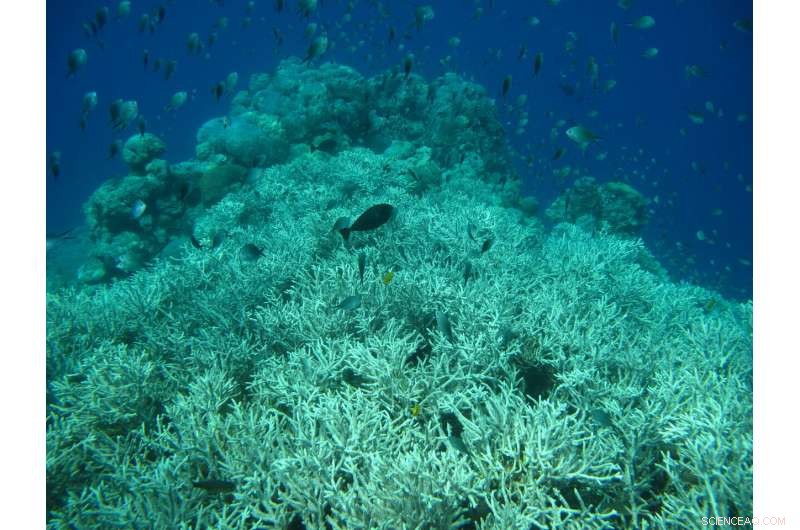 Ocean Deoxygenation: The Quiet Threat Accelerating Coral Reef Decline
