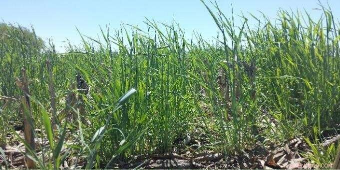 Optimizing Soil Health: How Cover Crop Planting Dates Shape Long-Term Soil Properties