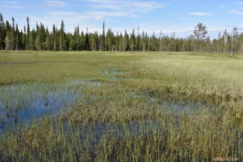 Northern Peatlands May Lose Carbon Sequestration Capacity as Temperatures Rise