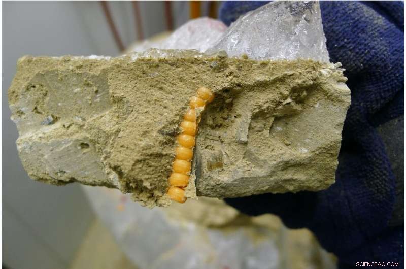 New Slip Law from Experiments Improves Glacier Speed and Sea‑Level Rise Predictions