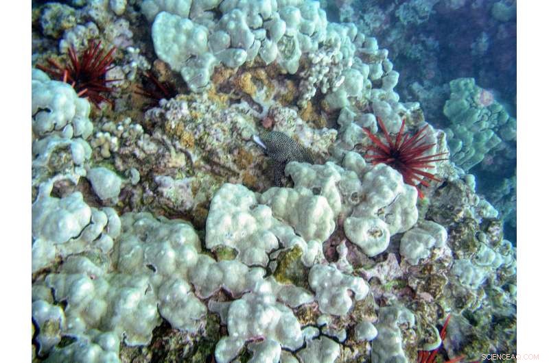 Coastal Pollution Threatens Coral Genetic Diversity and Reef Resilience