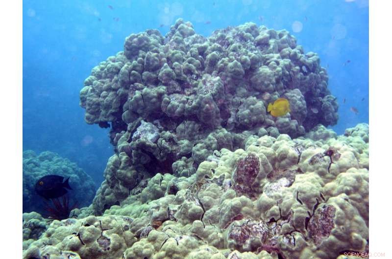 Coastal Pollution Threatens Coral Genetic Diversity and Reef Resilience