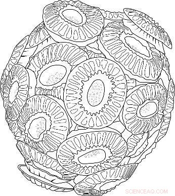 Robust Atlantic Currents Propel Temperate Marine Life to the Arctic