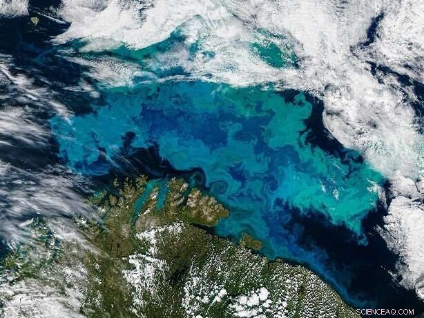 Robust Atlantic Currents Propel Temperate Marine Life to the Arctic