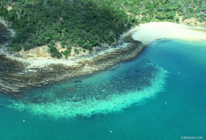 Scientists Warn: Great Barrier Reef Faces Record-Breaking Coral Bleaching