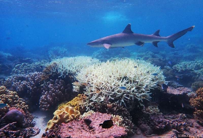 Scientists Warn: Great Barrier Reef Faces Record-Breaking Coral Bleaching
