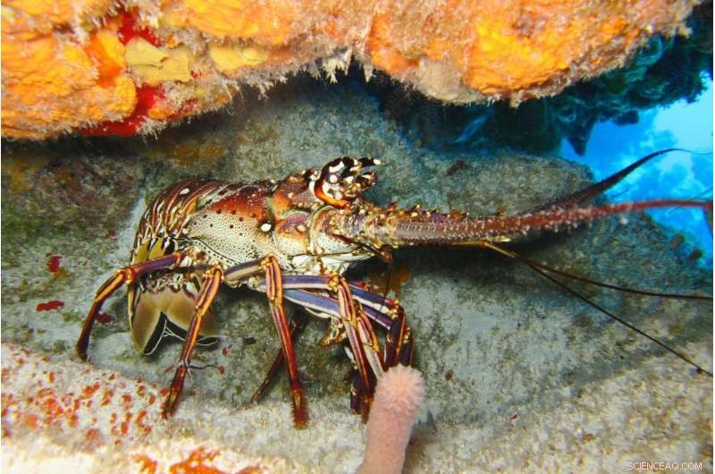 Lobsters Eating Microplastics May Amplify Food Chain Contamination