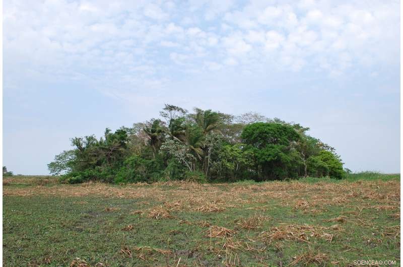 Amazonian Crops First Domesticated 10,000 Years Ago