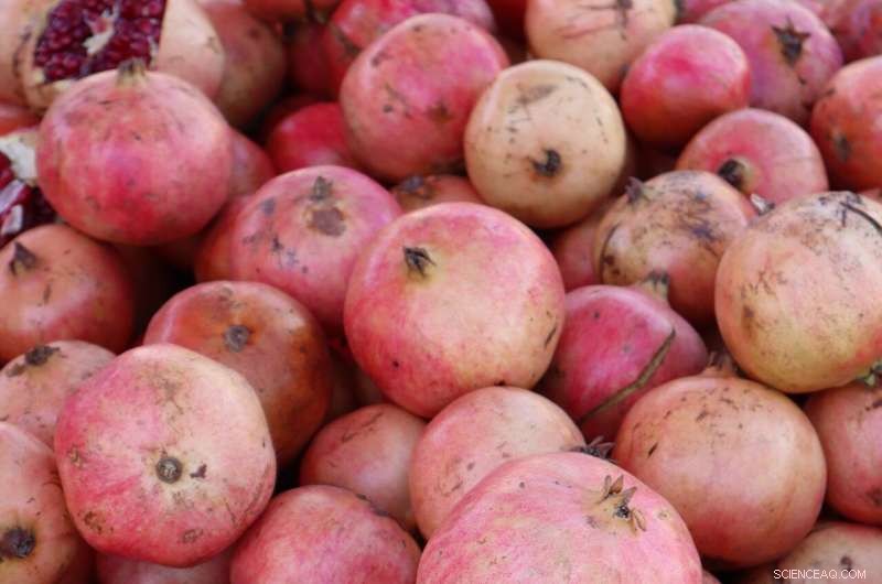 Europe’s Leading Scientists Outline the Transition to a Sustainable Food System