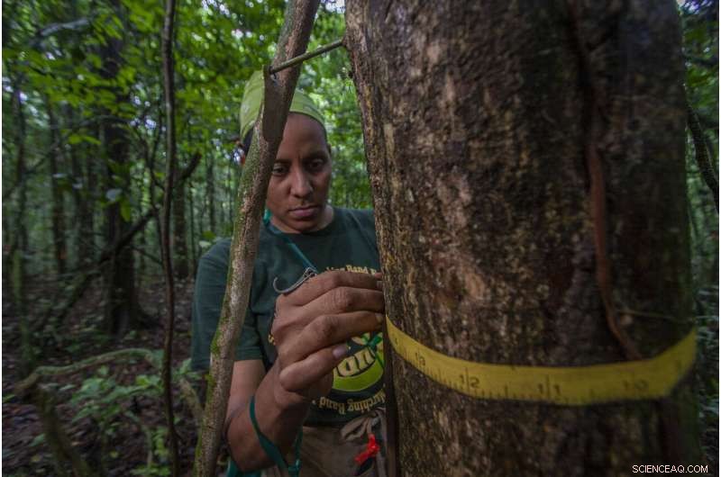 Long‑Lived Tropical Trees Drive Major Carbon Storage