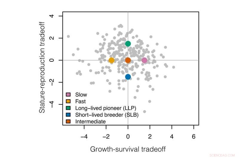 Long‑Lived Tropical Trees Drive Major Carbon Storage