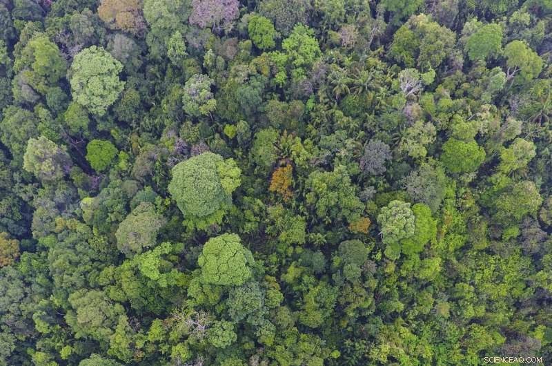 Long‑Lived Tropical Trees Drive Major Carbon Storage