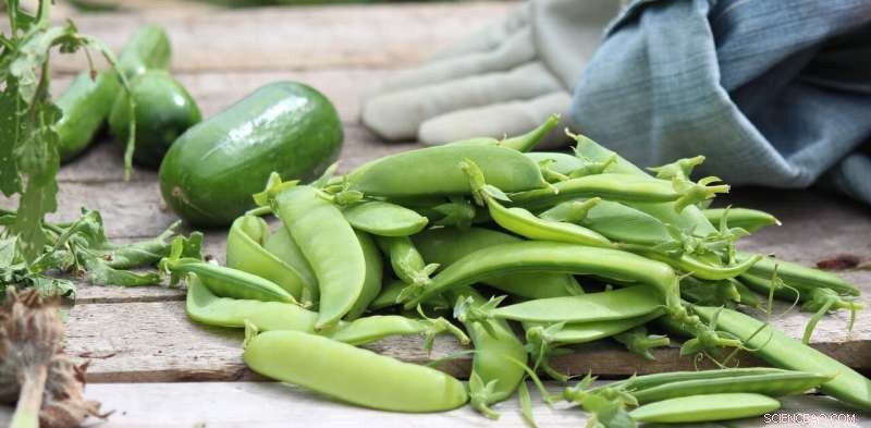 Start Your Own Vegetable Garden Today: A Proven Path to Fresh, Sustainable Living