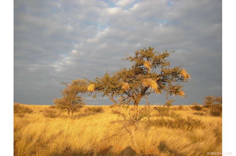 Precipitation: The Critical Tool for Plants to Fight Global Warming