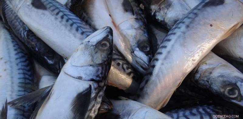 New Study Reveals Deepwater Horizon Oil Persists in Gulf Fish Livers and Ocean Floor